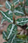 Chattahoochee trillium